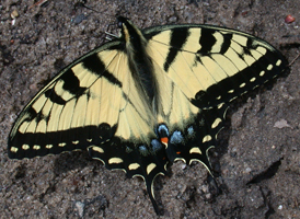 Eastern Tiger Swallowtail